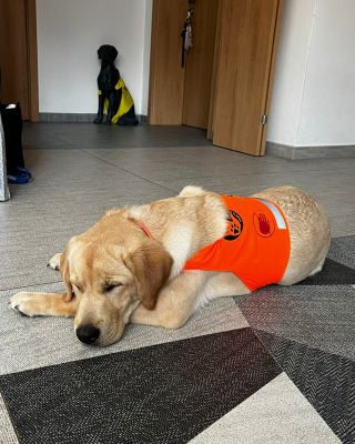 Korry oslavil své první narozeniny🎂. Hravé štěněcí období pomalu nechává za sebou a vstupuje do nového, dospělého světa📍....